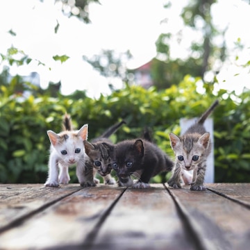 crossbreed of two zoo cats nyt