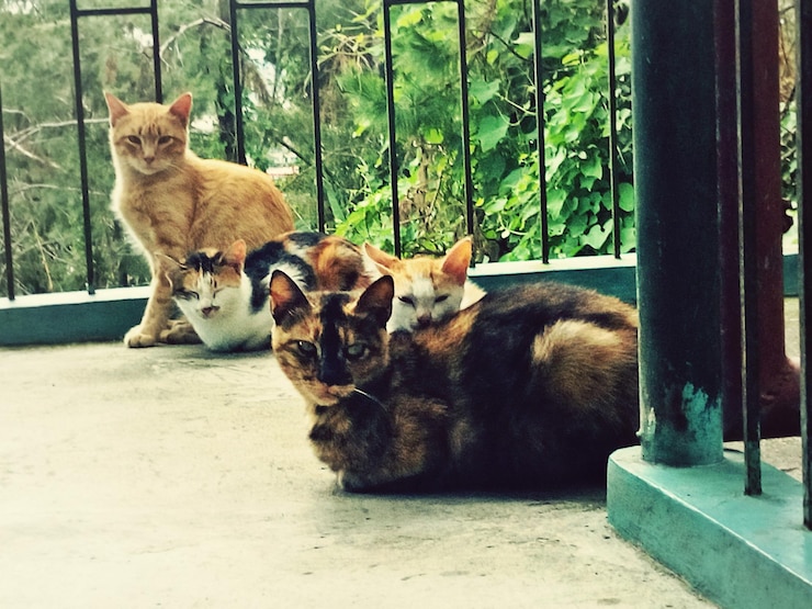 crossbreed of two zoo cats nyt