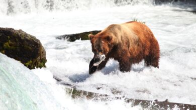 group of bears