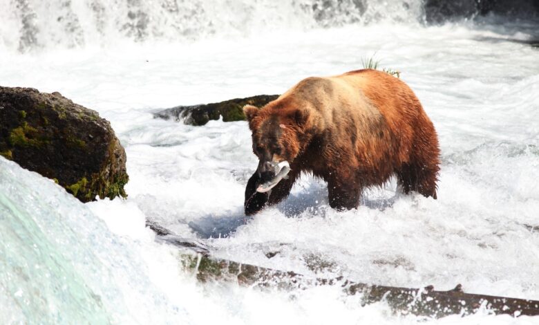 group of bears