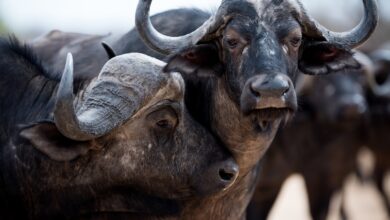 group of buffalo